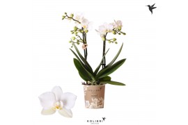 Phalaenopsis multiflora wit 2 tak blossom zurich kolibri orchids