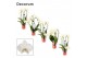 Phalaenopsis wit vormen mix decorum 2/3 tak 