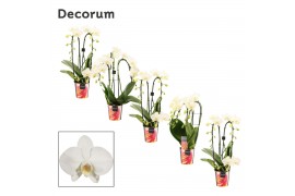 Phalaenopsis wit vormen mix decorum 2/3 tak