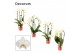 Phalaenopsis wit vormen mix decorum 2/3 tak 