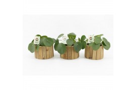 Pilea peperomioides in wood