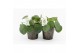 Pilea peperomioides in iron leaf 