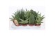 Sansevieria cylindrica luxe mix 