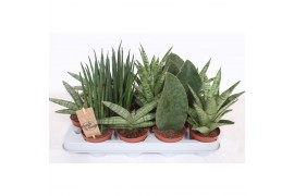 Sansevieria cylindrica luxe mix