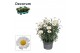 Argyranthemum frutescens la rita white decorum 