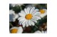 Argyranthemum frutescens la rita compact white 