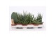 Sansevieria cylindrica mix luxe 4-5 soorten 