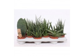 Sansevieria cylindrica mix luxe 4-5 soorten