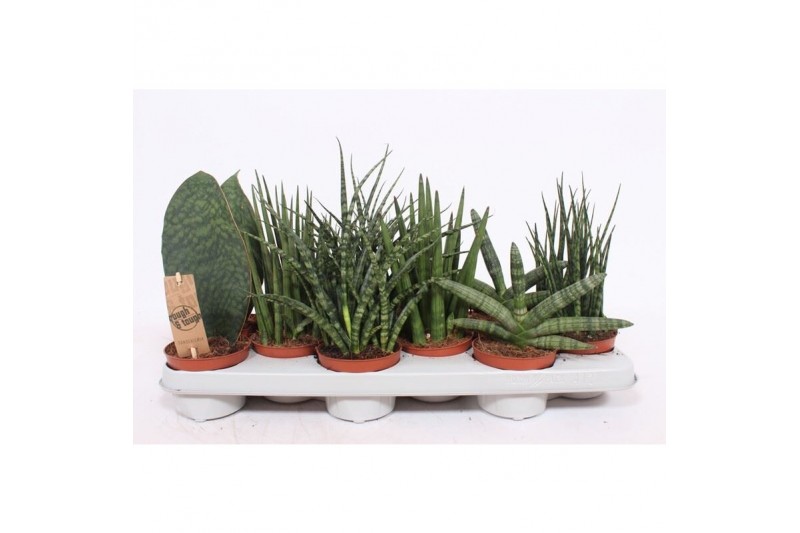 Sansevieria cylindrica mix luxe 4-5 soorten 