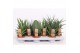 Sansevieria cylindrica mix luxe 4-5 soorten 
