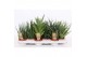 Sansevieria cylindrica mix luxe 4-5 soorten 