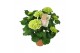 Hydrangea macr. crystal palace 5/6 bloem 