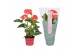 Anthurium andr. everio " Just perfection® (XL-Flowers) 