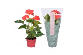 Anthurium andr. everio " Just perfection® (XL-Flowers)
