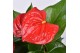 Anthurium andr. everio " Just perfection® (XL-Flowers) 