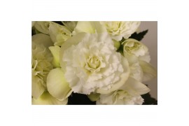Begonia elatior du. joy white decorum