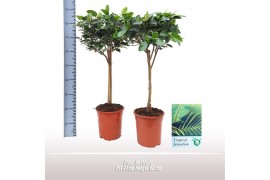 Ficus australis Stam