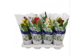 Zantedeschia mix extra quality in BB hoes