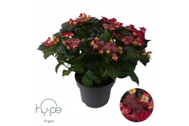 Hydrangea macrophylla Hydrangea Dark Angel Red 10+