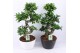 Ficus  microcarpa ginseng s-type in zwart & wit keramiek met bark - mi 