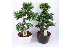 Ficus  microcarpa ginseng s-type in zwart & wit keramiek met bark - mi