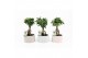 Ficus  microcarpa ginseng in Pastel Chance 