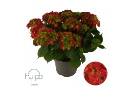 Hydrangea macrophylla mophead red 10+