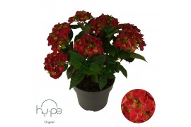 Hydrangea macrophylla mophead red 7+