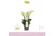 Phalaenopsis multiflora boquetto beauty 3-5 tak 