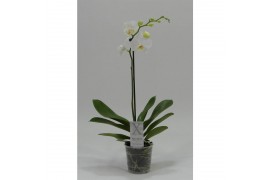 Phalaenopsis wit 1 tak