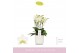 Phalaenopsis multiflora wit 3/5 tak boquetto beauty in white lazio 