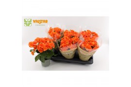 Begonia elatior du. batik oranje + valstar hoes