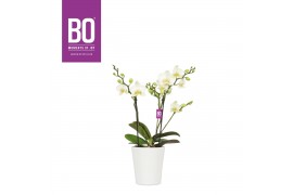 Phalaenopsis multiflora wit BO Flora P12 White 2 Spike in Zoë