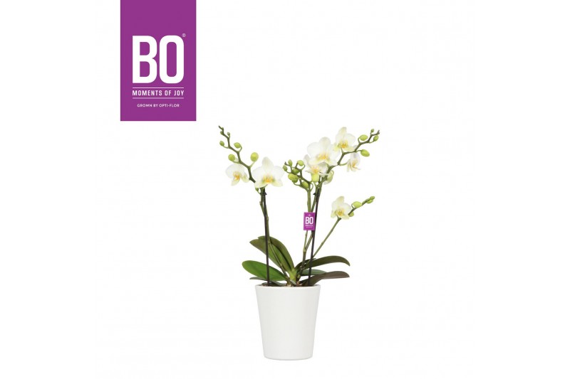 Phalaenopsis multiflora wit BO Flora P12 White 2 Spike in Zoë 