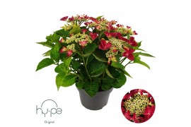 Hydrangea macrophylla lacecap red 10+,10 bl.,rood,10 bl.,rood,10 bl.,r