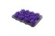 Echeveria miranda Echeveria coloured purple 1 pp 