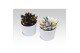 Echeveria miranda Echeveria coloured Splash B&W in Lina ceramics 1 pp 