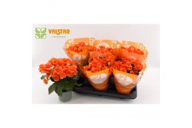 Begonia elatior du. batik oranje + bellisima hoes ton sur ton
