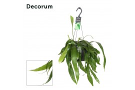 Epiphyllum pumilum decorum hp