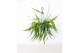 Epiphyllum pumilum decorum hp 