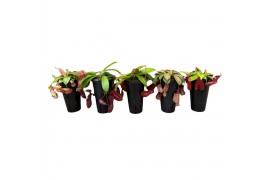 Nepenthes Nepenthes Mix