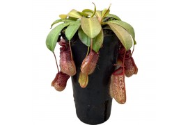 Nepenthes Nepenthes Sam