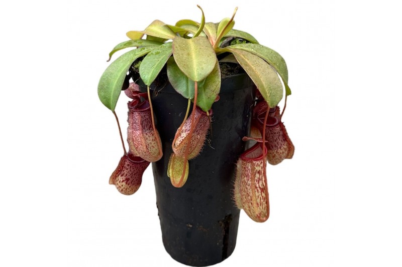 Nepenthes Nepenthes Sam 