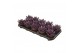 Echeveria miranda coloured dark purple 1 pp 