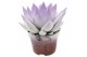 Echeveria miranda Echeveria bicoloured white/pastel purple 1 pp 