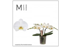 Phalaenopsis spirit white 3 tak mimesis