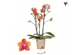 Phalaenopsis multiflora oranje 3 tak fragrance orange kolibri orchids