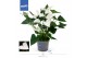 Anthurium andr. karma white 