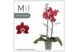 Phalaenopsis magdalena 2 tak mimesis,16 bl.,2 tak/plnt,rood