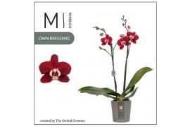 Phalaenopsis magdalena 2 tak mimesis